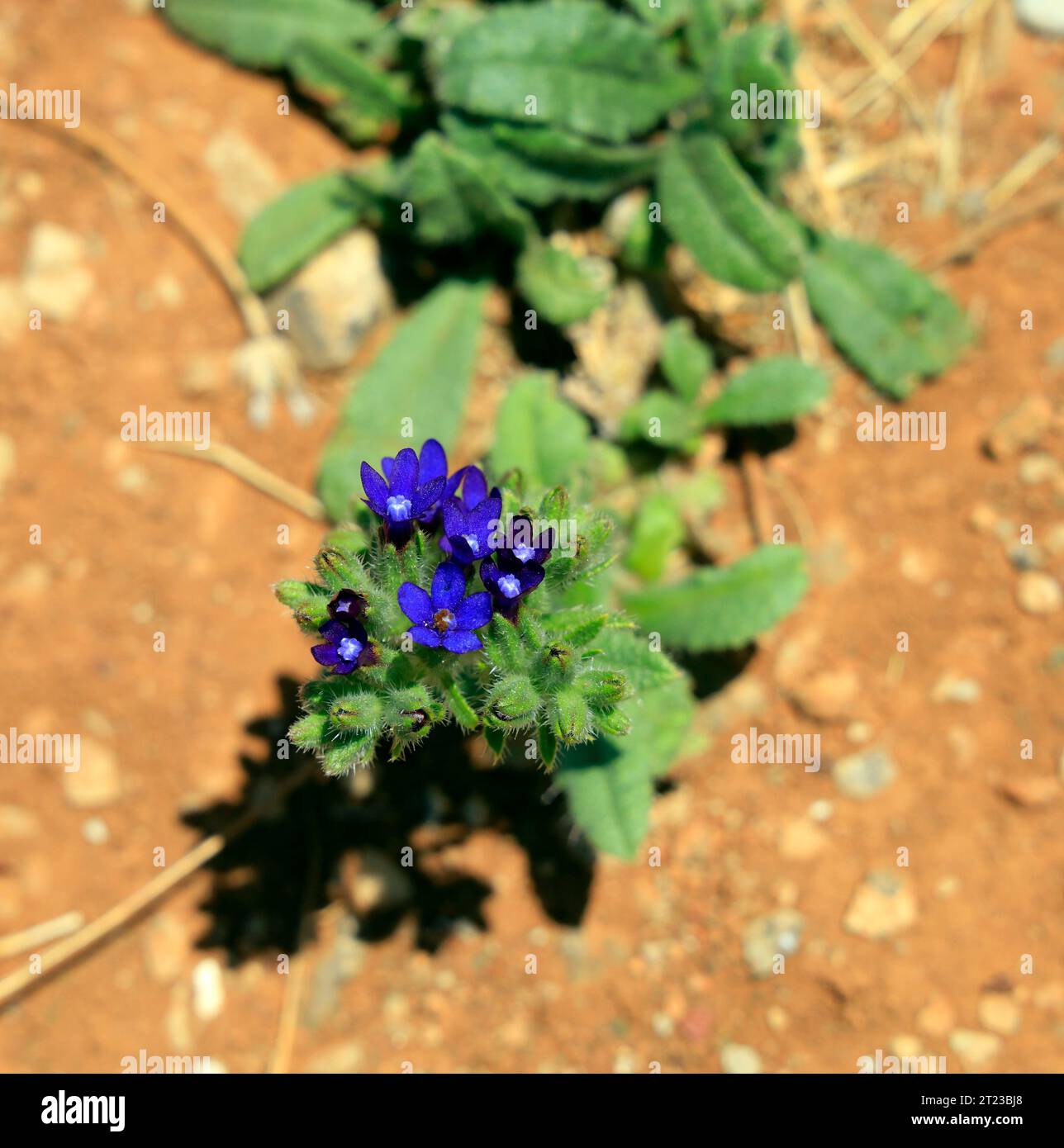 Small, pretty blue flower on a path, Tilos island, Dodecanese, Greece 2023. cym Stock Photo
