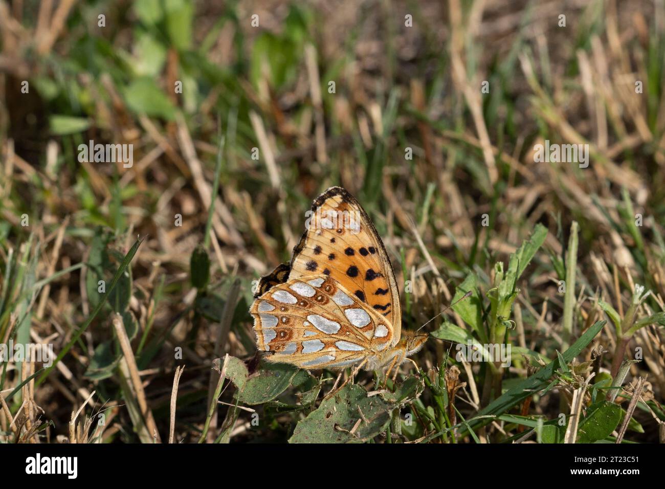Issoria lathonia Family Nymphalidae Genus Issoria The Queen of Spain fritillary butterfly wild nature insect photography, picture, wallpaper Stock Photo