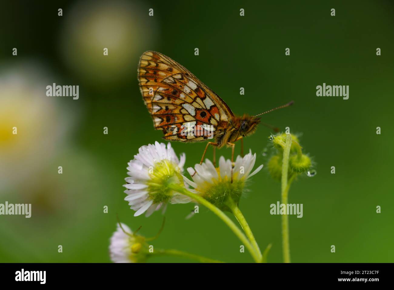 Boloria selene Family Nymphalidae Genus Boloria Small pearl-bordered fritillary Silver-bordered fritillary butterfly wild nature insect photography Stock Photo