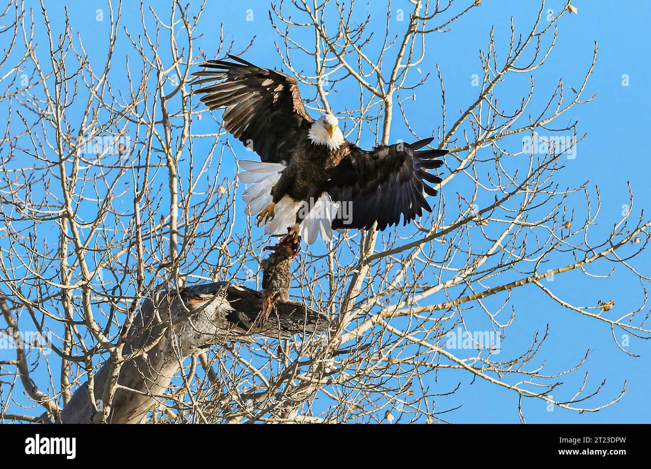 Bald Eagle lifting off from a tree with a freshly caught rabbit Stock