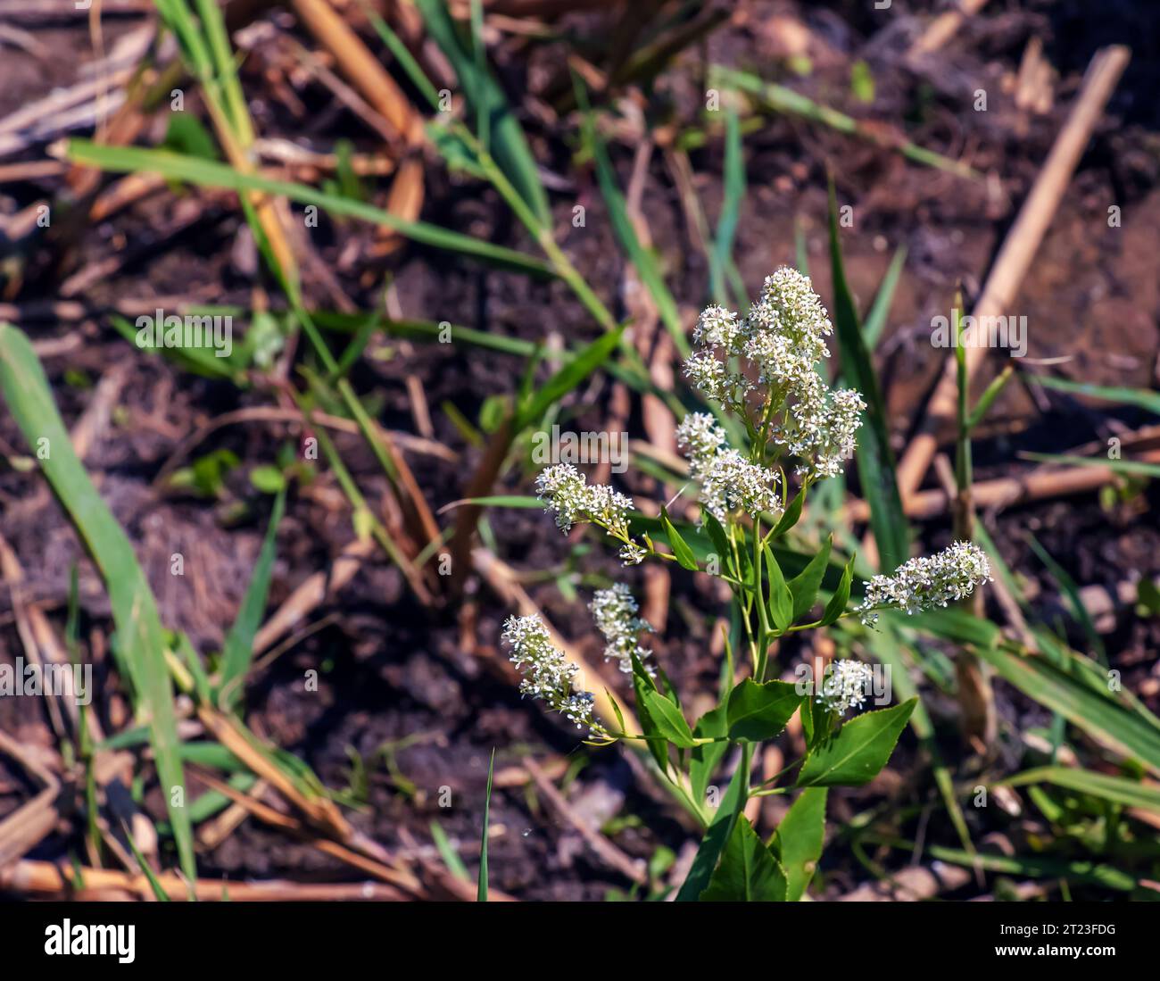 Lepidium blooming with white flowers close up. It has a strong unpleasant odor and is used as a bedbug repellent. Stock Photo