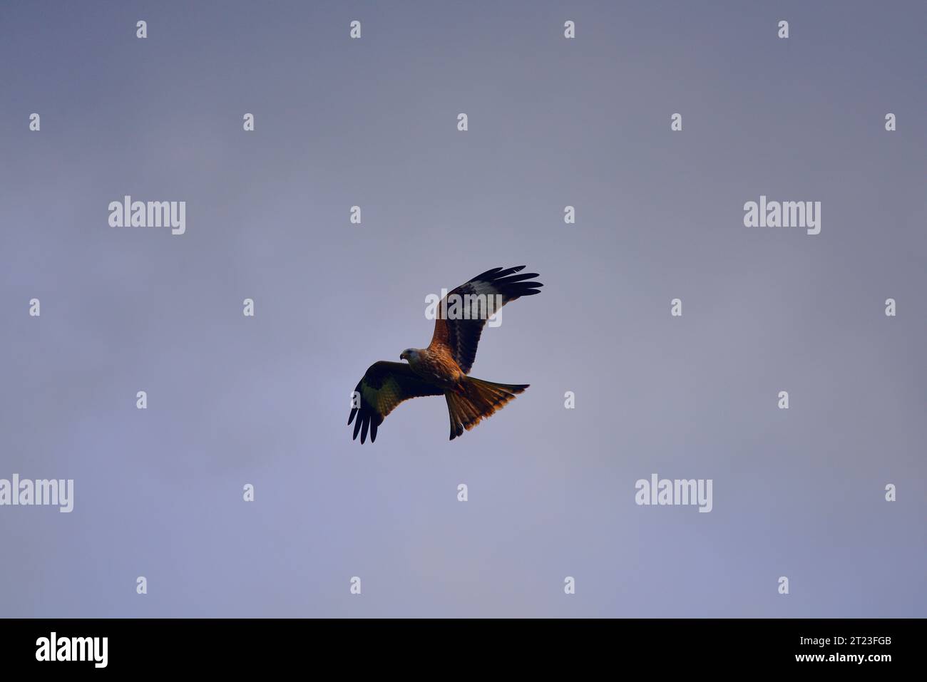 Red kite Milvus milvus Stock Photo
