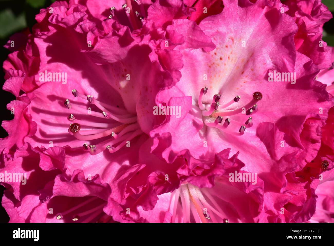Rododendro Stock Photo