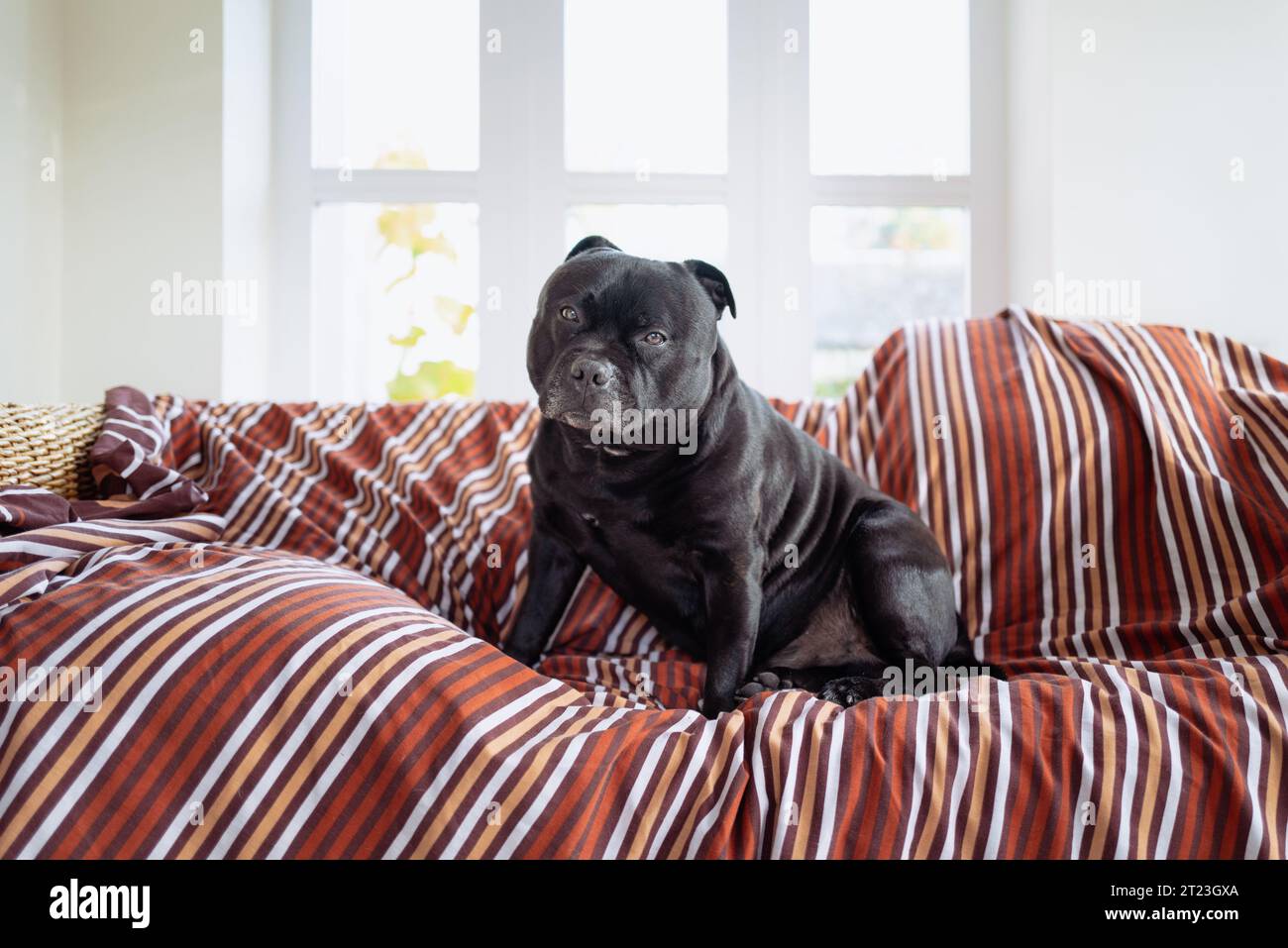Staffordshire Bull Terrier dog on a wicker sofa covered in a striped pet protection cover. A conservatory window is behind him. He is looking at the c Stock Photo