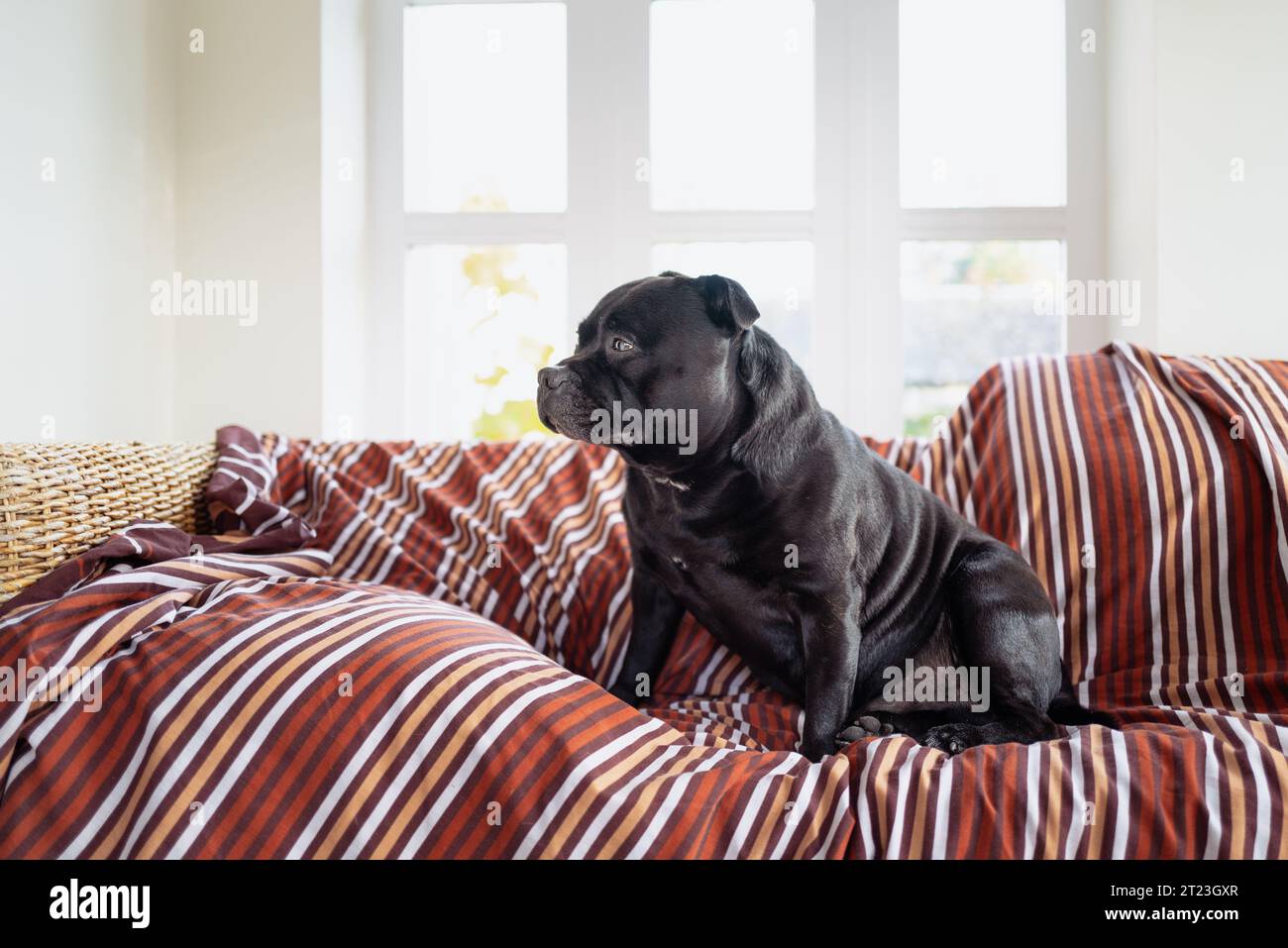 Staffordshire Bull Terrier dog on a wicker sofa covered in a striped pet protection cover. A conservatory window is behind him. His head is in profile Stock Photo
