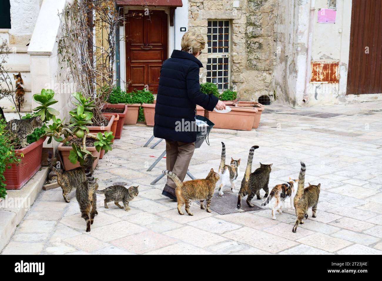 POLIGNANO A MARE, ITALY - FEBRUARY 6, 2019: An elderly woman and stray cats on the street in Polignano A Mare, a town in Apulia, Southern Italy. Stock Photo