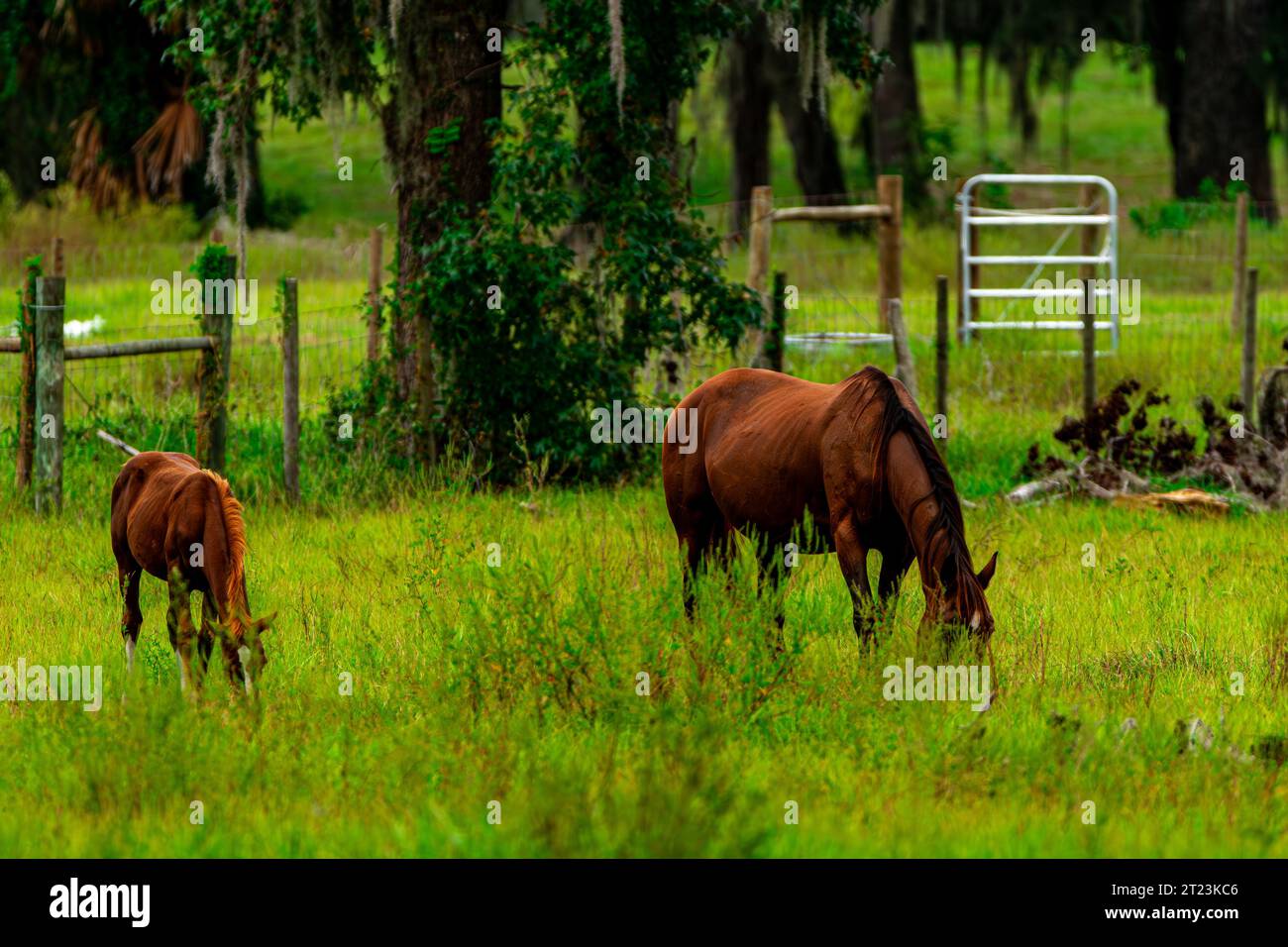 A pair of majestic horses standing side by side in a lush meadow, their ...