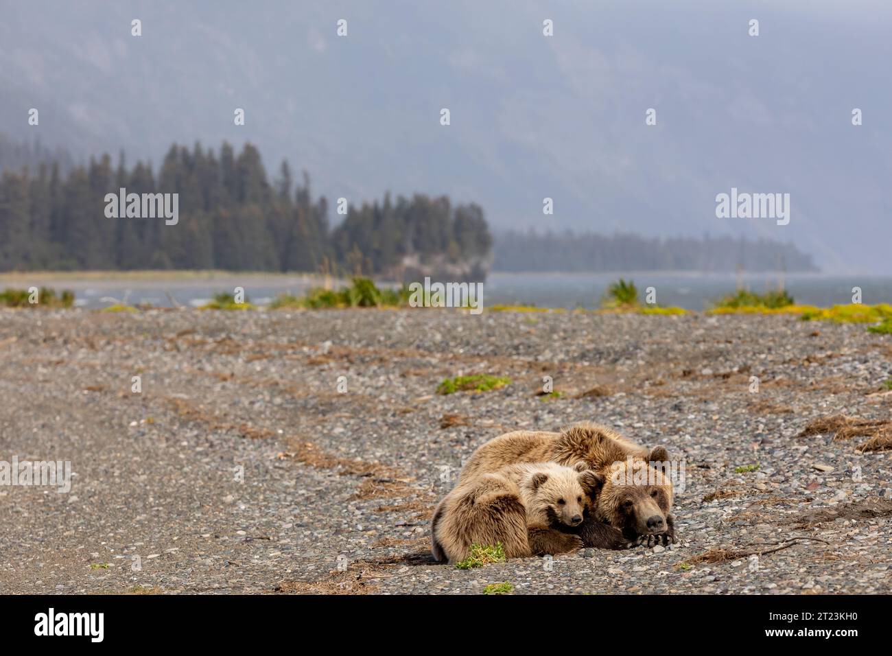 Mother grizzly bear, Ursus arctos horribilis, and her young cub huddle together for a nap on a rocky beach. Stock Photo