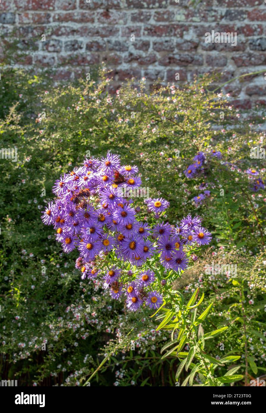 New England Aster (Symphyotrichum novae-angliae) Stock Photo