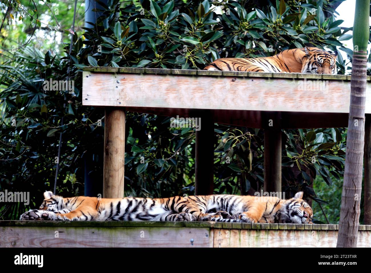 Sumatran tigers resting in their enclosure at Adelaide Zoo in Australia Stock Photo
