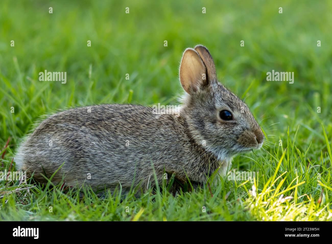 Small young Eastern Cottontail Rabbit, Sylvilagus floridanus, in green grass with soft dappled sunlight Stock Photo