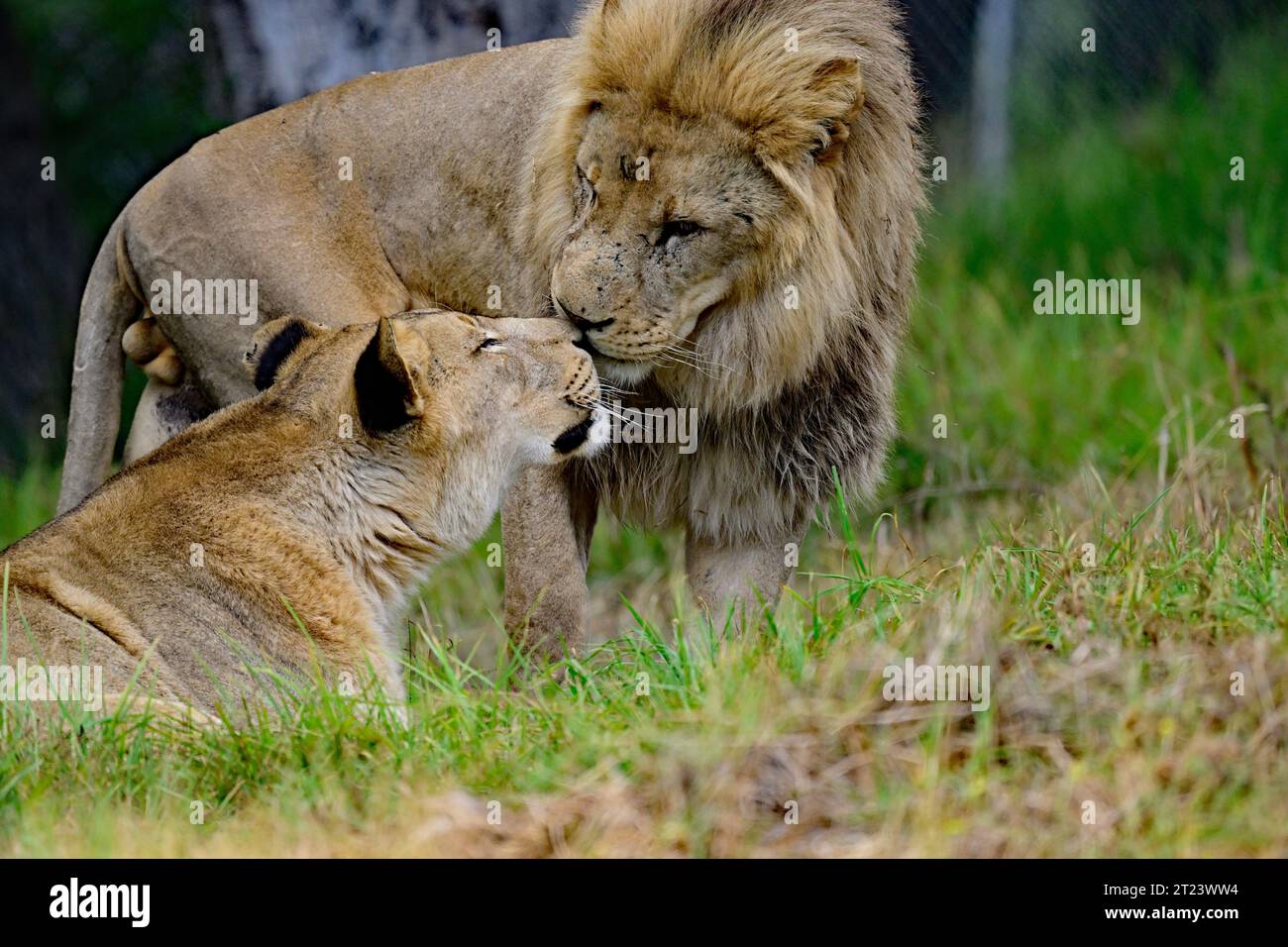 Lion King with his Queen Enjoying Some Tender Moments Stock Photo