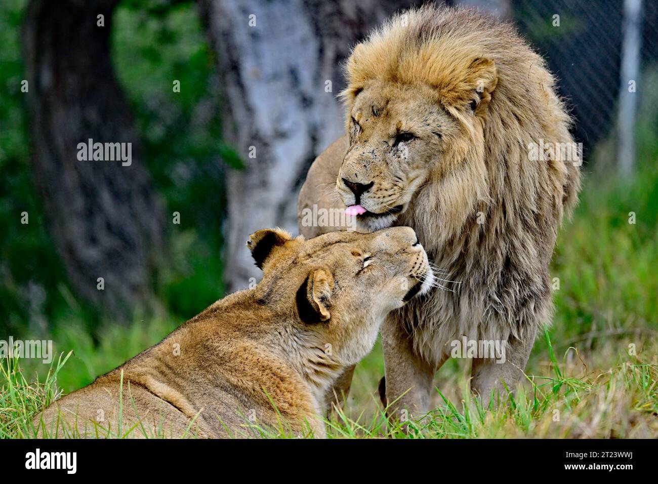 Lion King with his Queen Enjoying Some Tender Moments Stock Photo