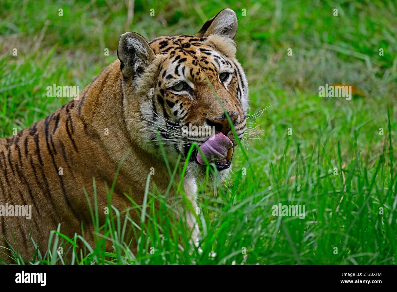 Tiger - Panthera tigris Stock Photo