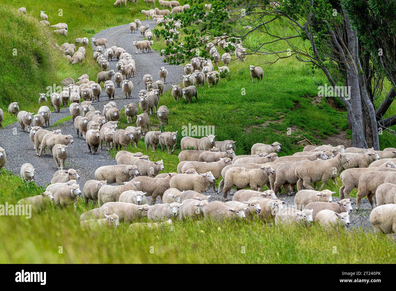 Sheep, North Island sheep farm, New Zealand Stock Photo