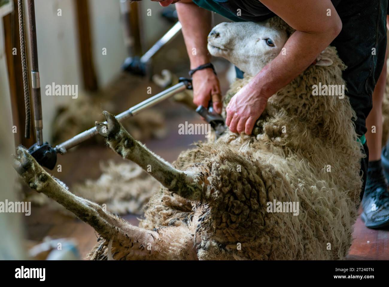 Sheep shearing, New Zeealand Stock Photo Alamy
