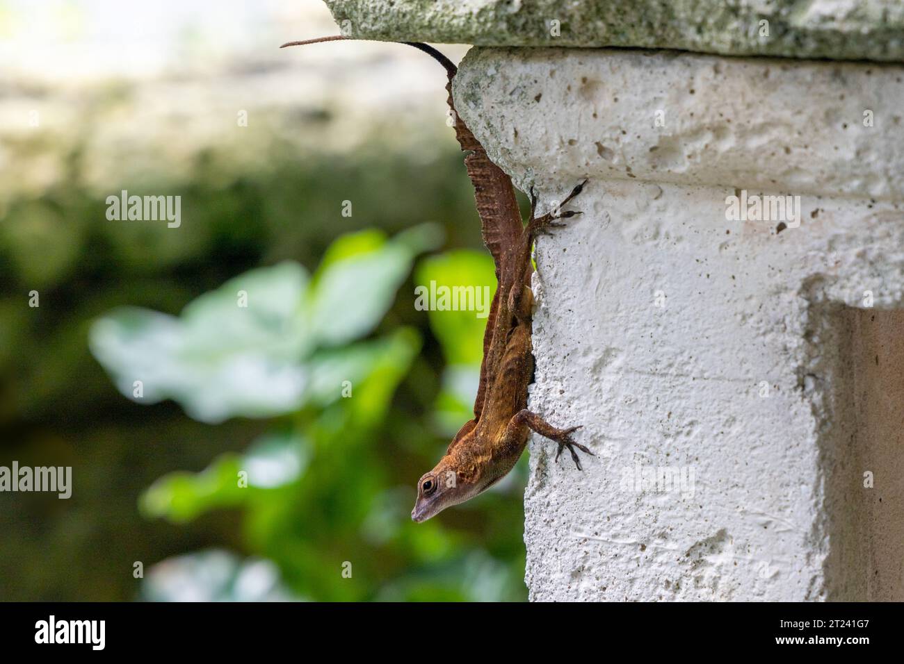 Coast horned lizard, Phrynosoma coronatum, climbing a brick wall outdoor. Stock Photo