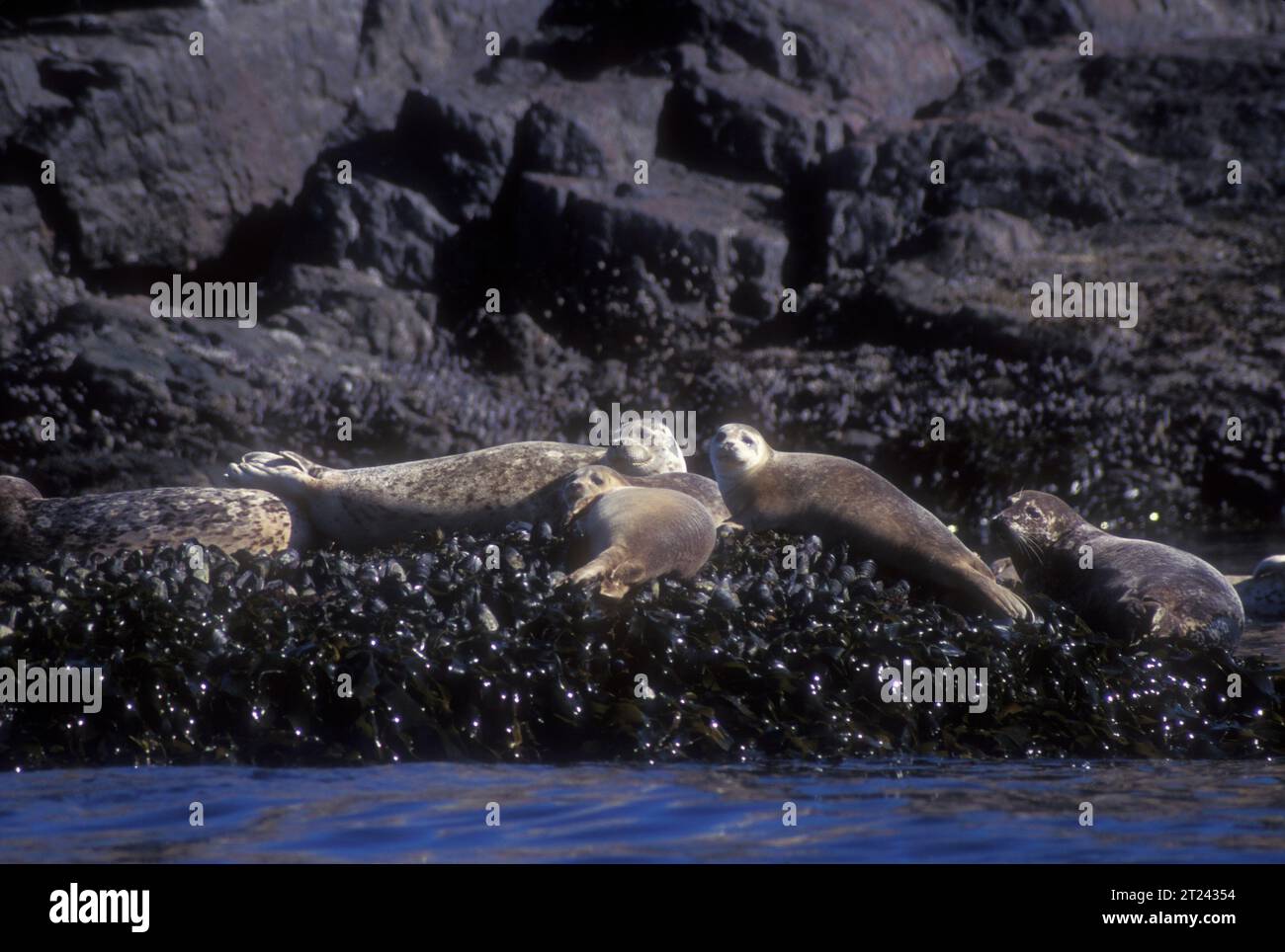 Harbor seals on the rocks at Sooke, British Columbia,Canada Stock Photo