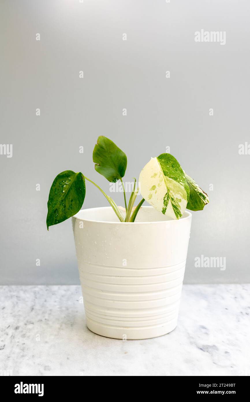 Monstera deliciosa albo rare trending small plant in a white decorative pot Stock Photo