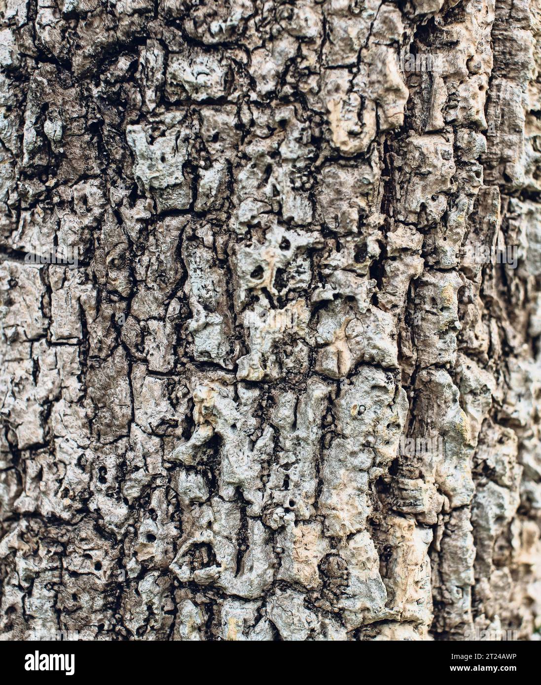 bark close up ash bark close up Bark of an old giant ash tree The