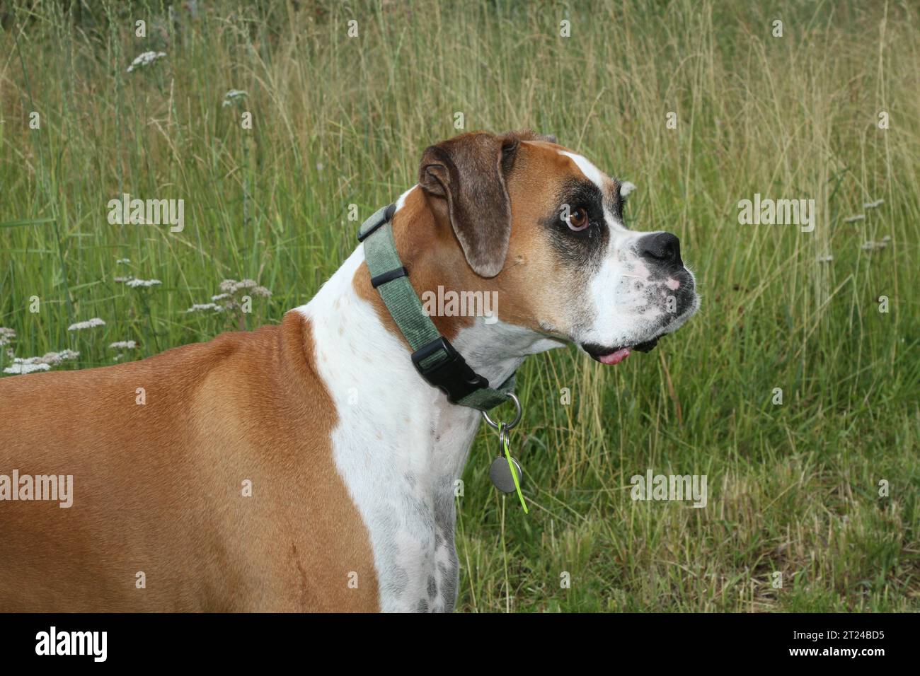 Boxer portrait in front of greenery Stock Photo - Alamy