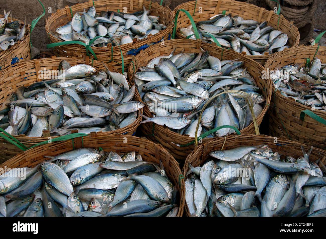 https://c8.alamy.com/comp/2T24BRE/wicker-baskets-full-of-fish-in-fishing-village-indonesia-2T24BRE.jpg