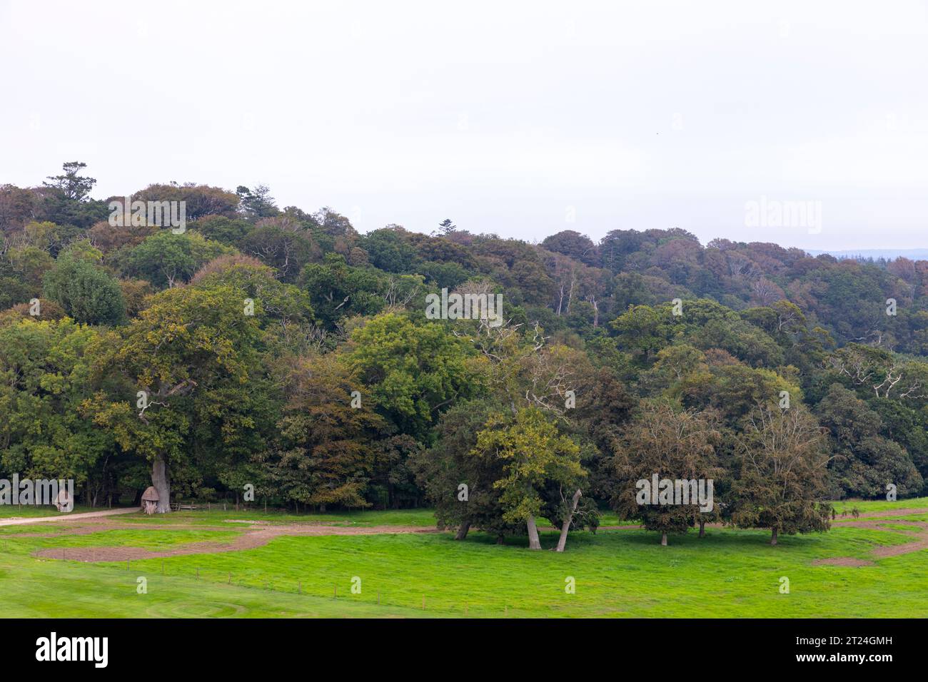 Lulworth castle estate and Bowling Green Wood formally known as Conygar Wood is an ancient woodland of special scientific interest,England,UK,2023 Stock Photo