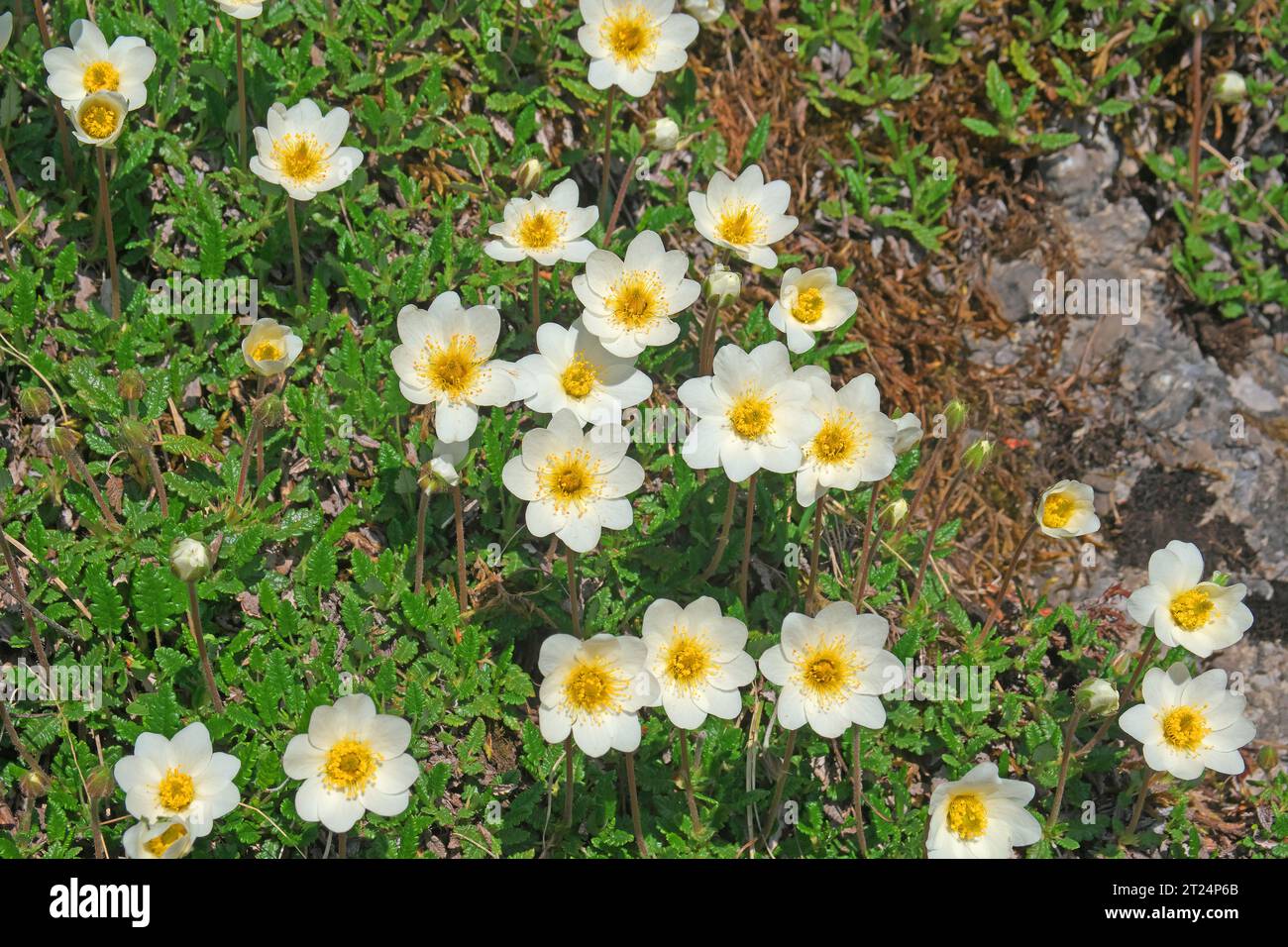 Mountain avens, flowering, in the Tyrol Alps. Dryas octopetala Hoch-Imst, Tyrol, Austria Stock Photo
