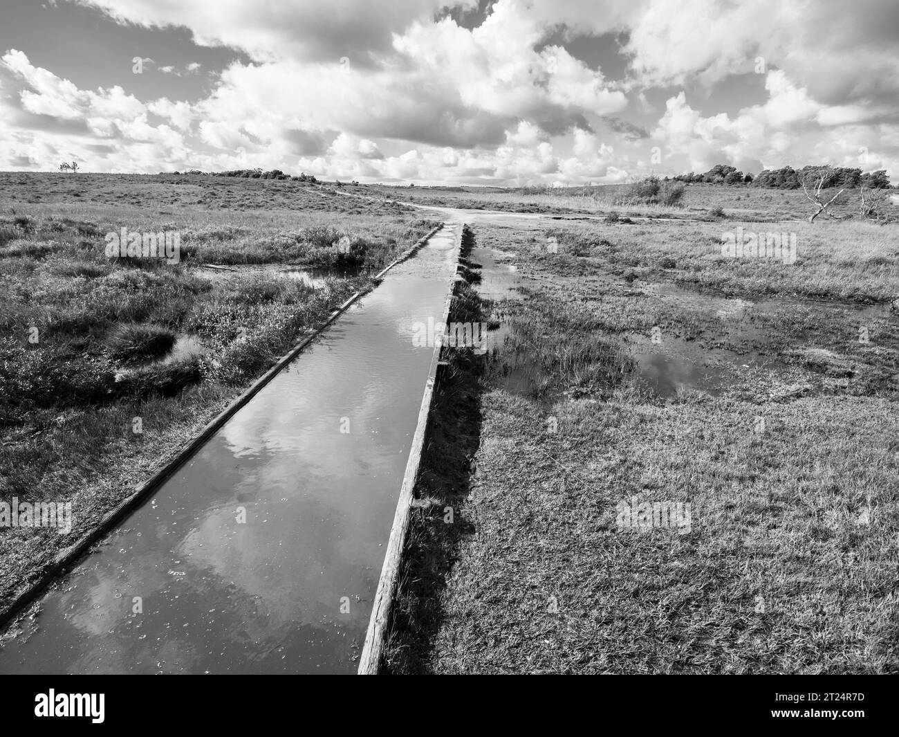 Footpath New Forest National Park Black And White Stock Photos Images footpath-new-forest-national-park-black-and-white-stock-photos-images