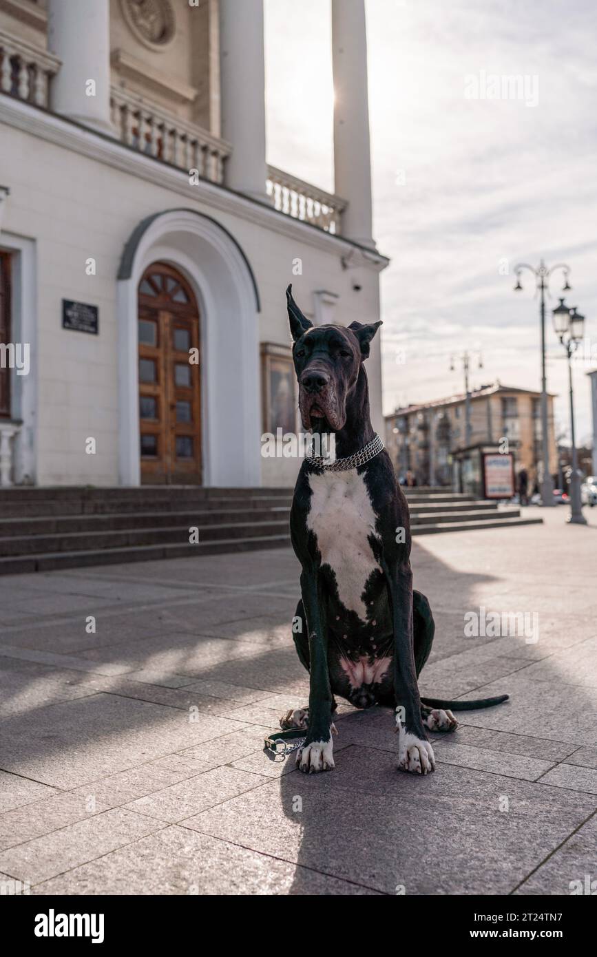Young black Great Dane poses in the city Stock Photo