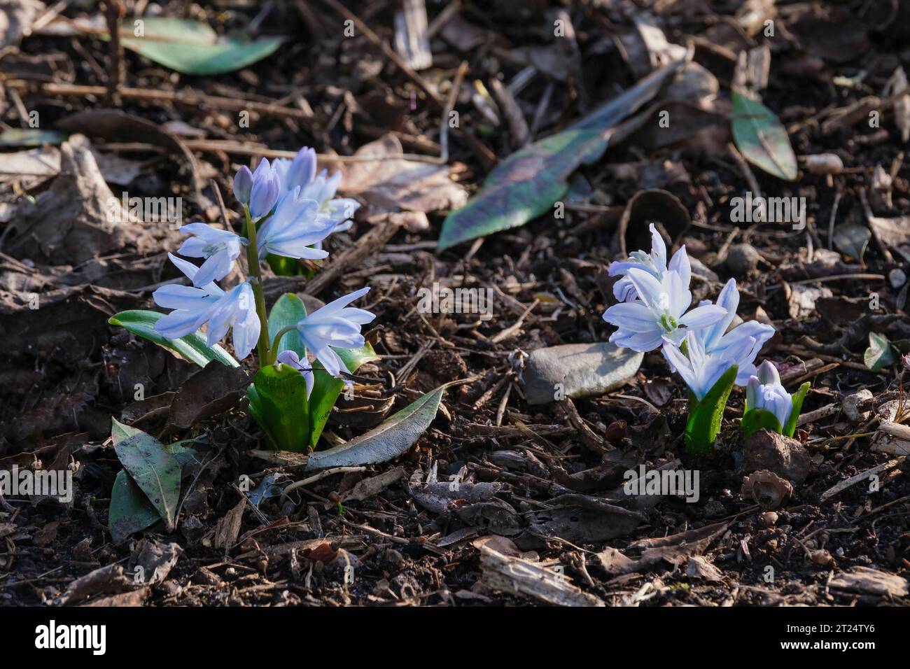 Scilla mischtschenkoana Tubergeniana, bulbous perennial, pale blue flowers in late winter/early spring Stock Photo