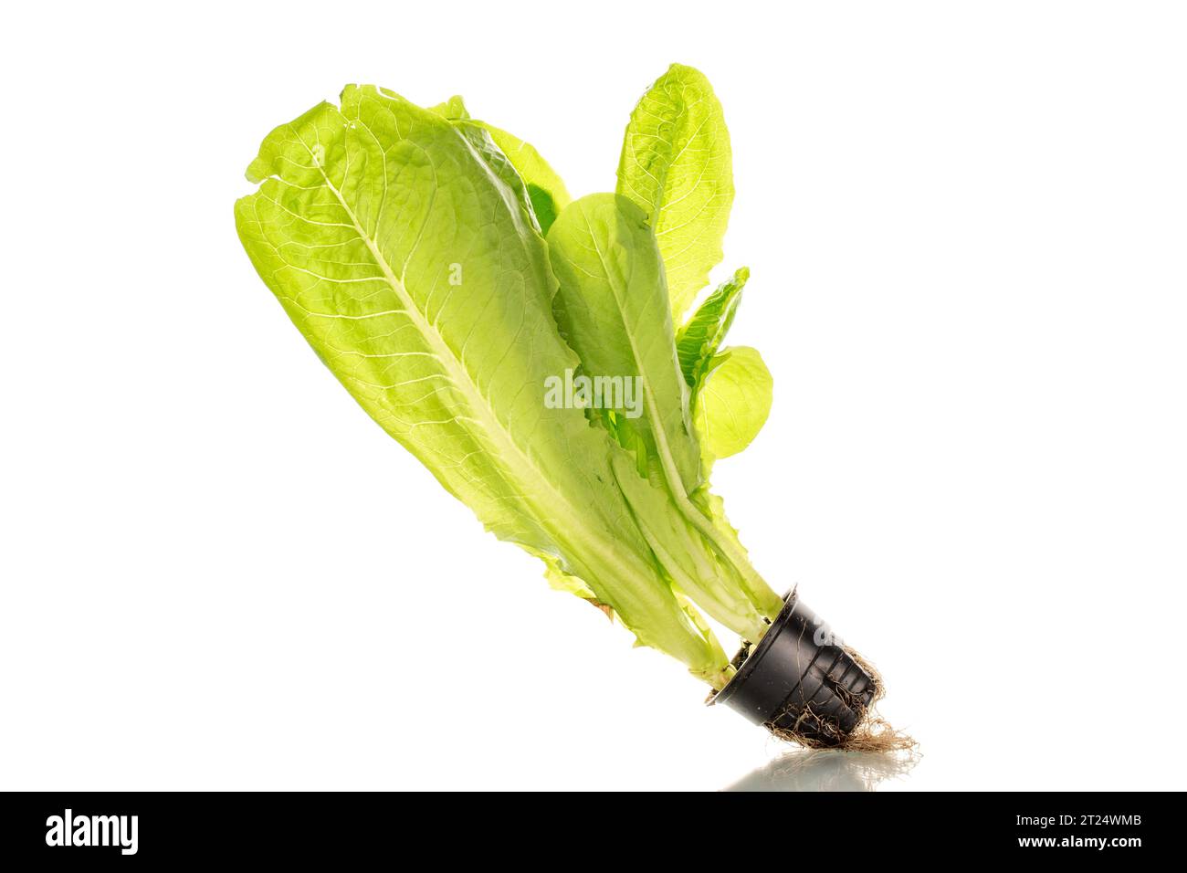 Fresh green lettuce leaves, macro, isolated on white background. Stock Photo