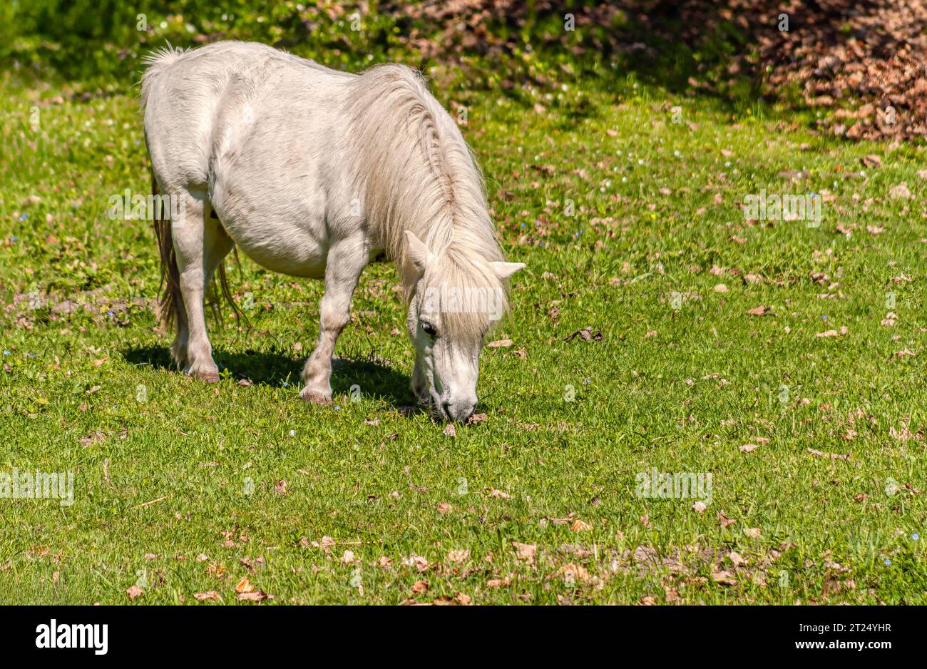 White Miniature horse foal standing on meadow Stock Photo Alamy
