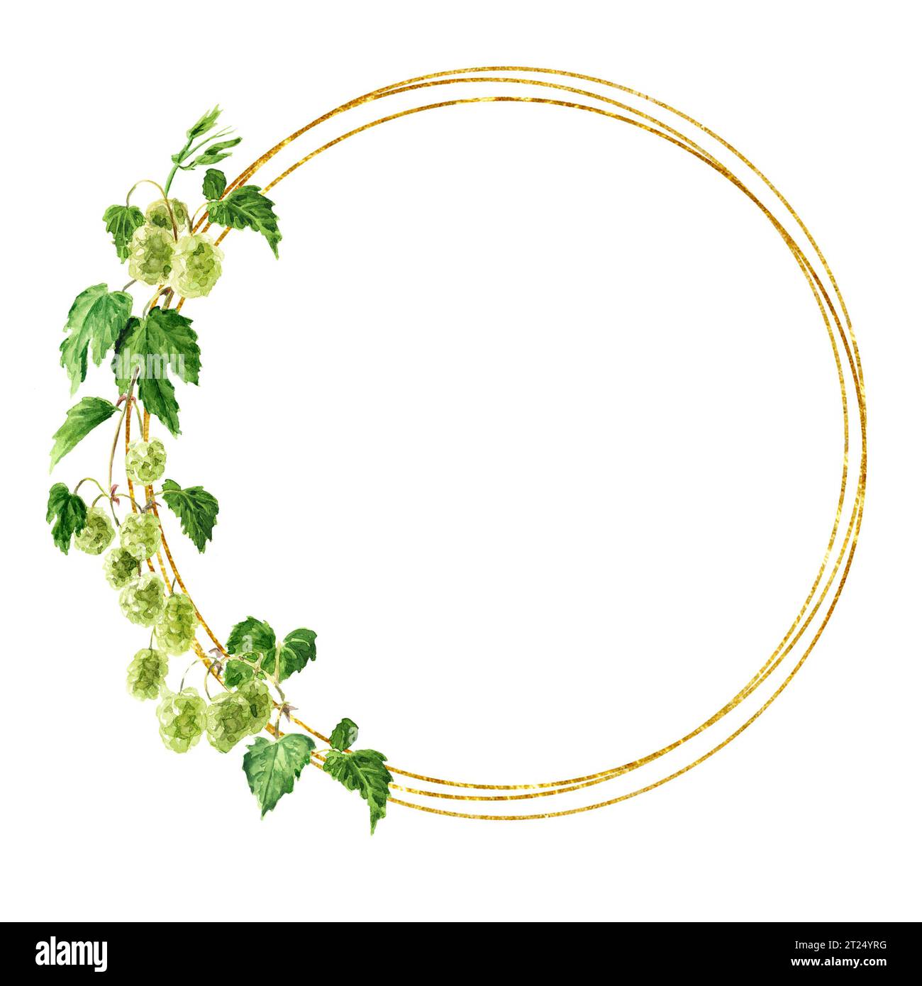 Fresh green hops (Humulus lupulus) branch round frame. Hand drawn ...