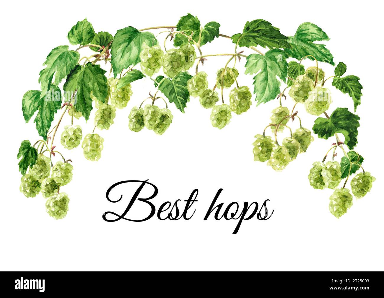 Fresh green hops (Humulus lupulus) branch. Hand drawn watercolor ...