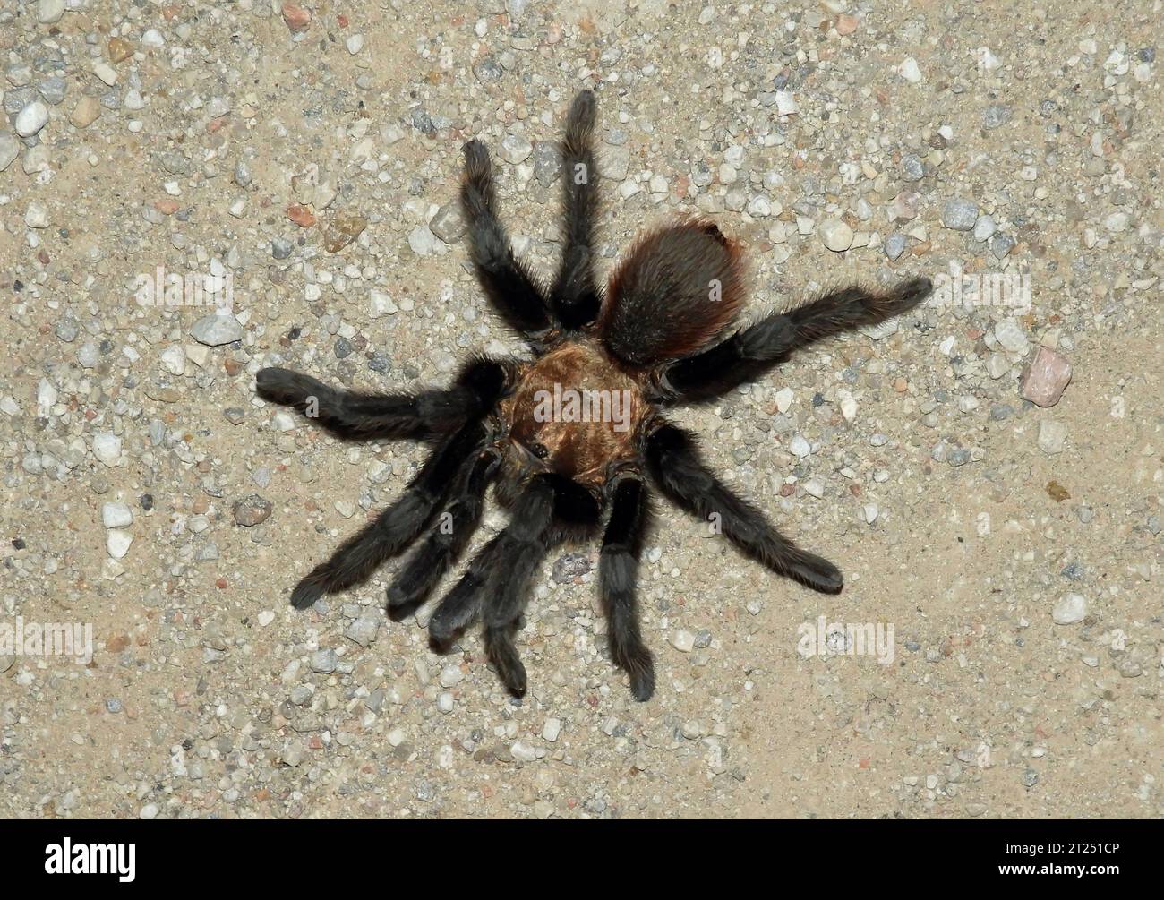 male oklahoma brown tarantula during annual fall tarantula trek in vogel canyon, along santa fe