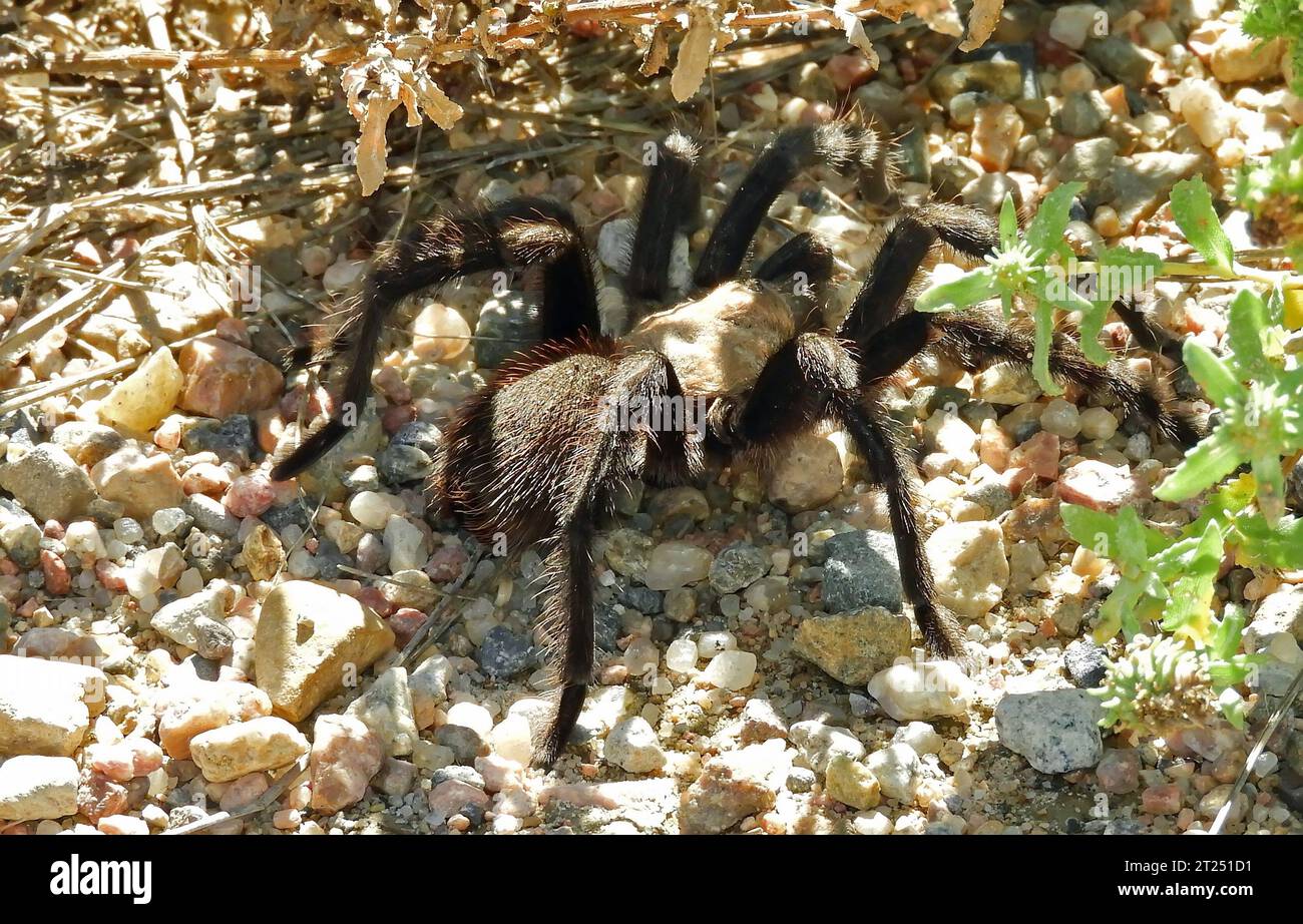 male oklahoma brown tarantula during annual fall tarantula trek at