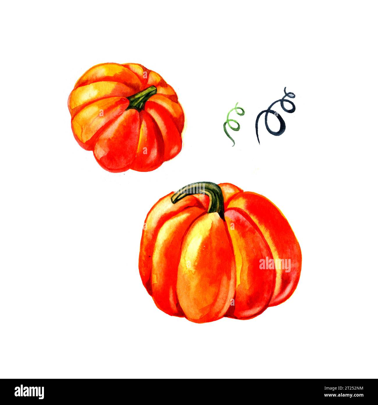 Pumpkin. Hand drawn watercolor painting on white background Stock Photo ...