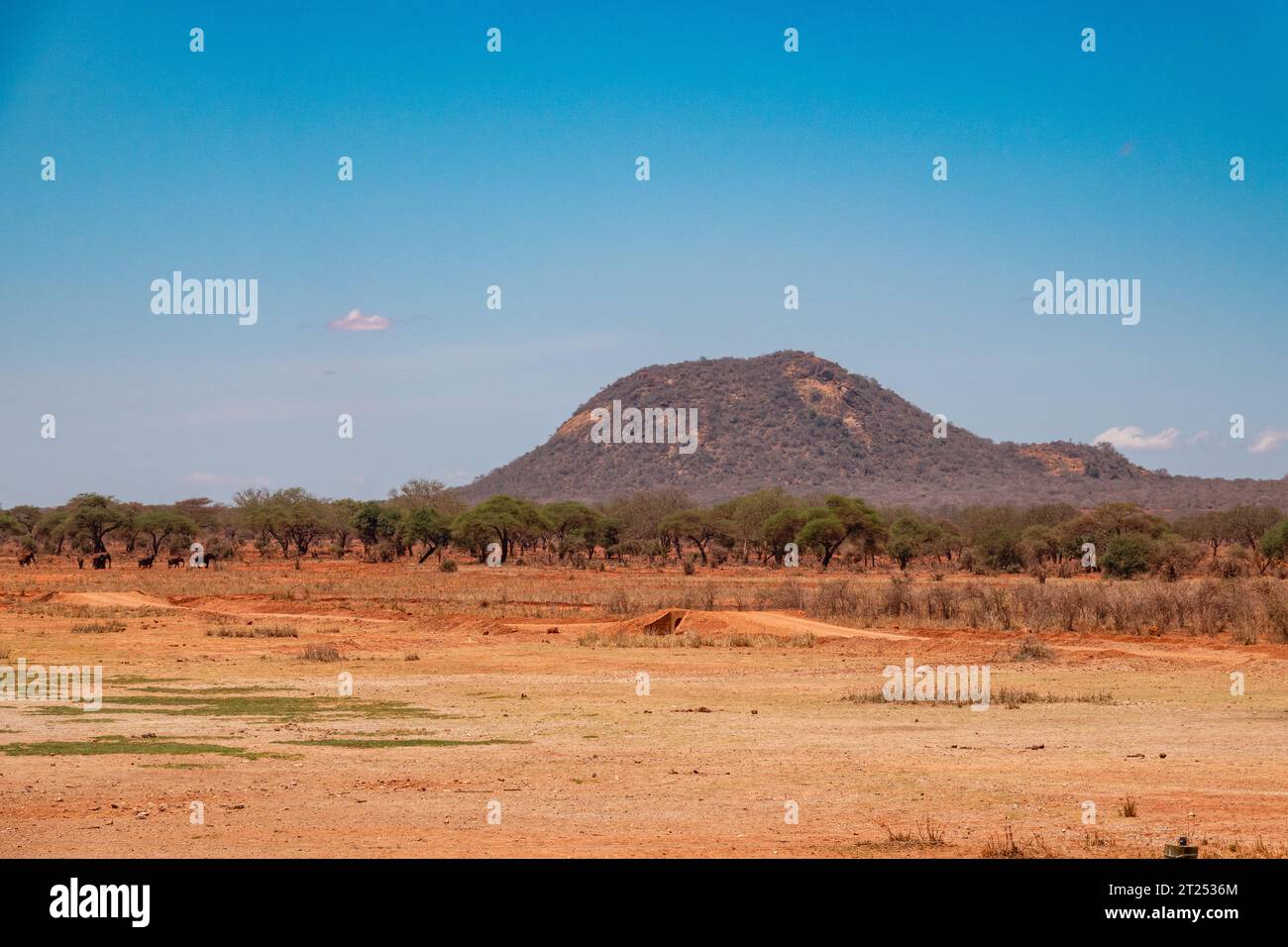 Scenic view of Acaia trees growing in arid landscapes of Tsavo West National Park, Kenya Stock Photo