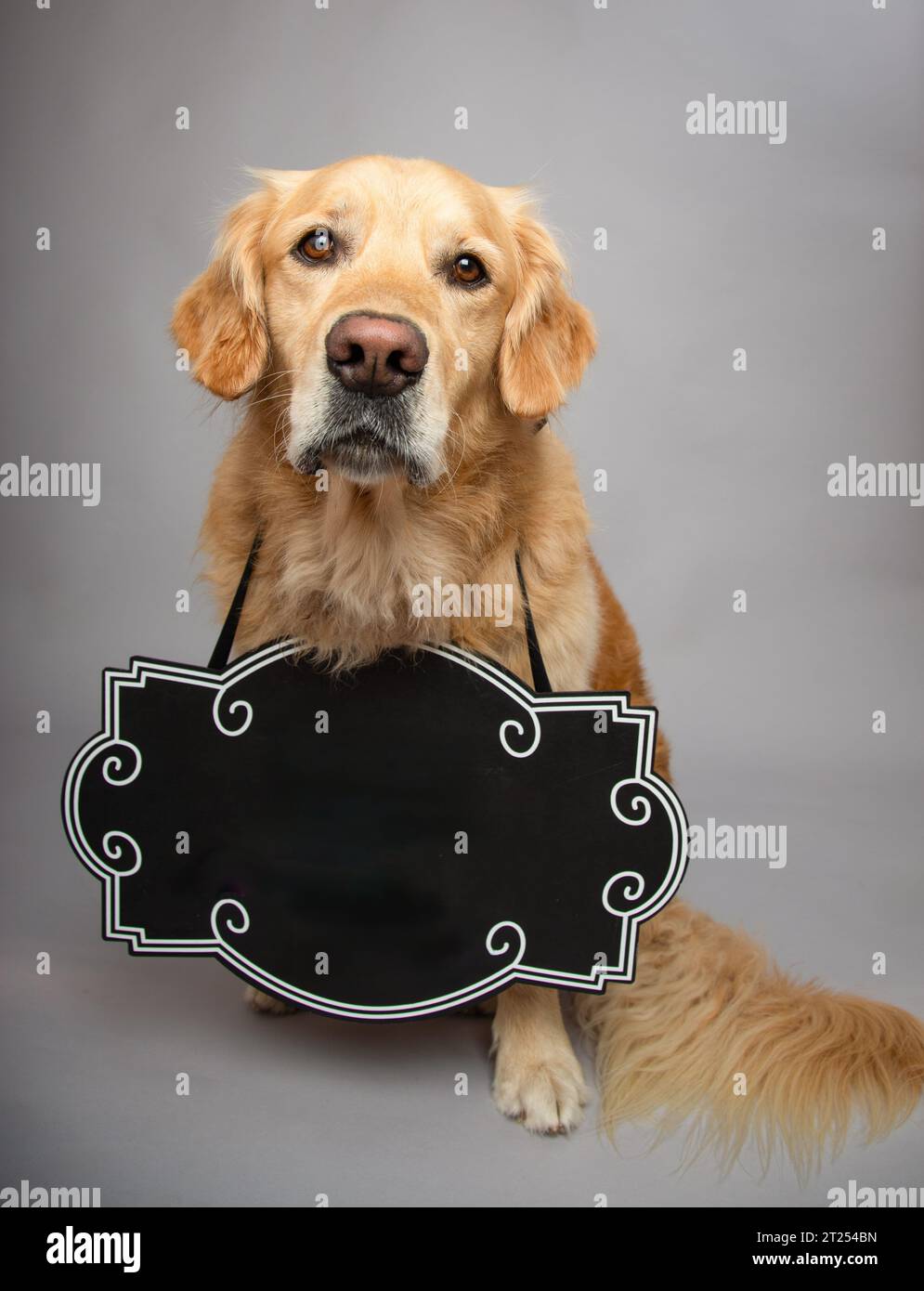 Portrait of a golden retriever wearing a blank sign Stock Photo