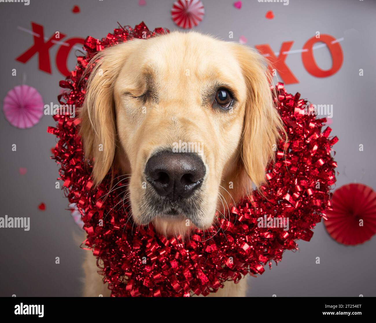 Portrait of a one eyed dog wearing a heart shaped wreath Stock Photo