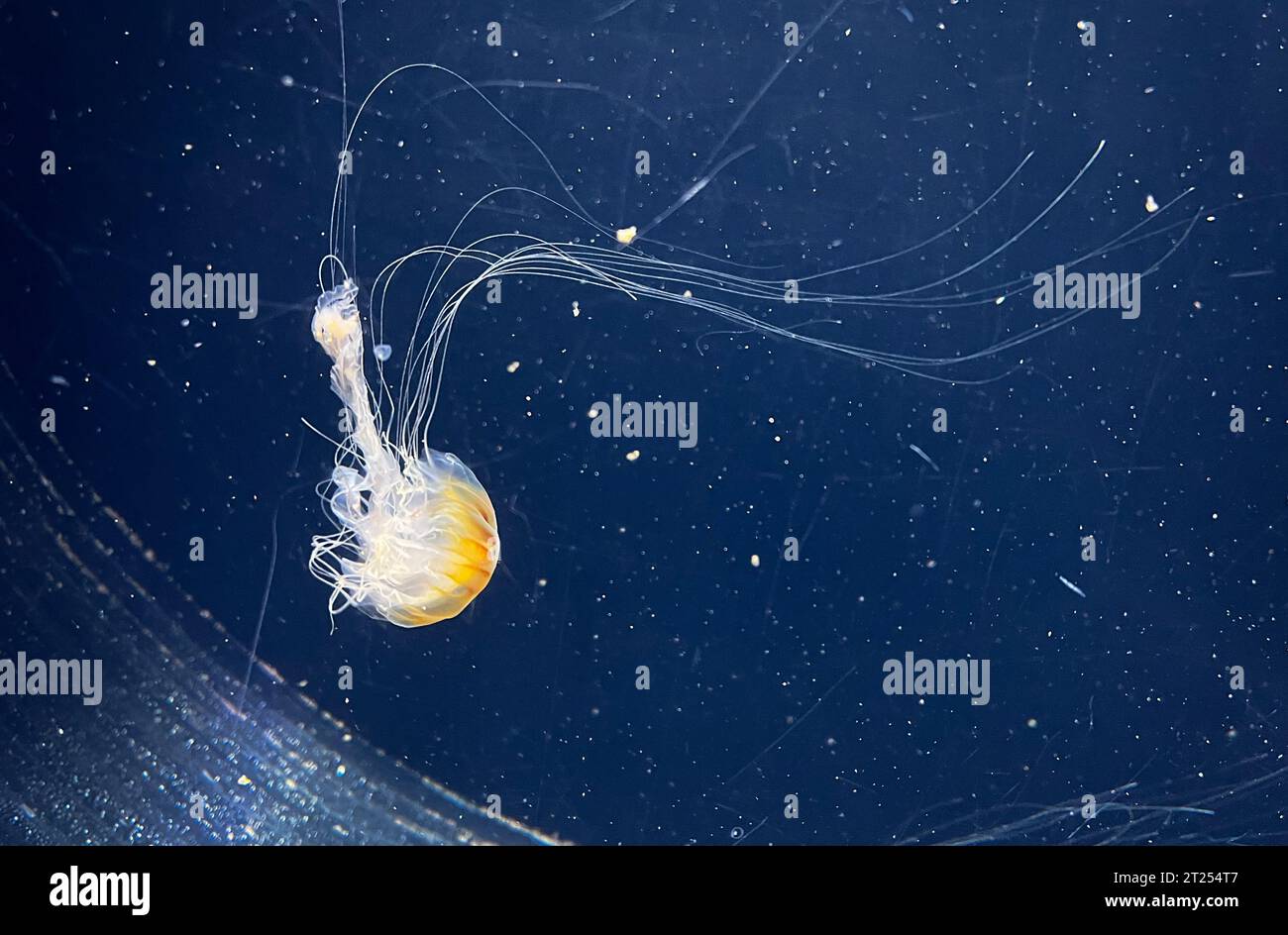 Close-up of a jellyfish swimming underwater Stock Photo - Alamy