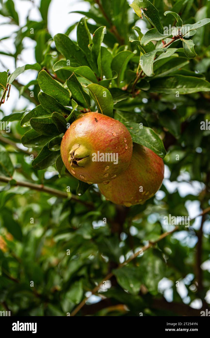 Close-up of an Unripe pomegranate growing on a tree, Georgia Stock Photo