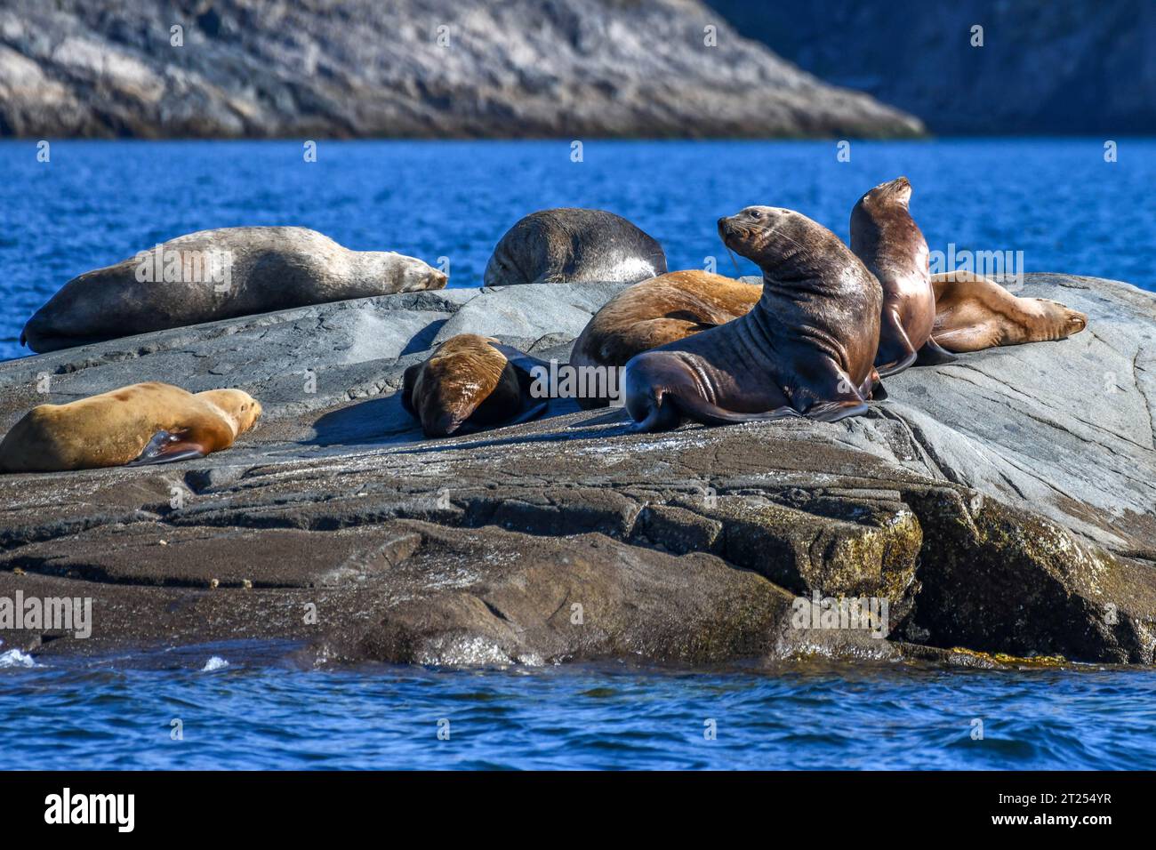 Colony of seals on coastal rocks by ocean, British Columbia, Canada