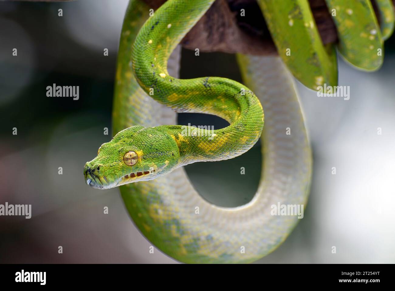 Close-up of a Green tree python coiled on a branch, Indonesia Stock ...