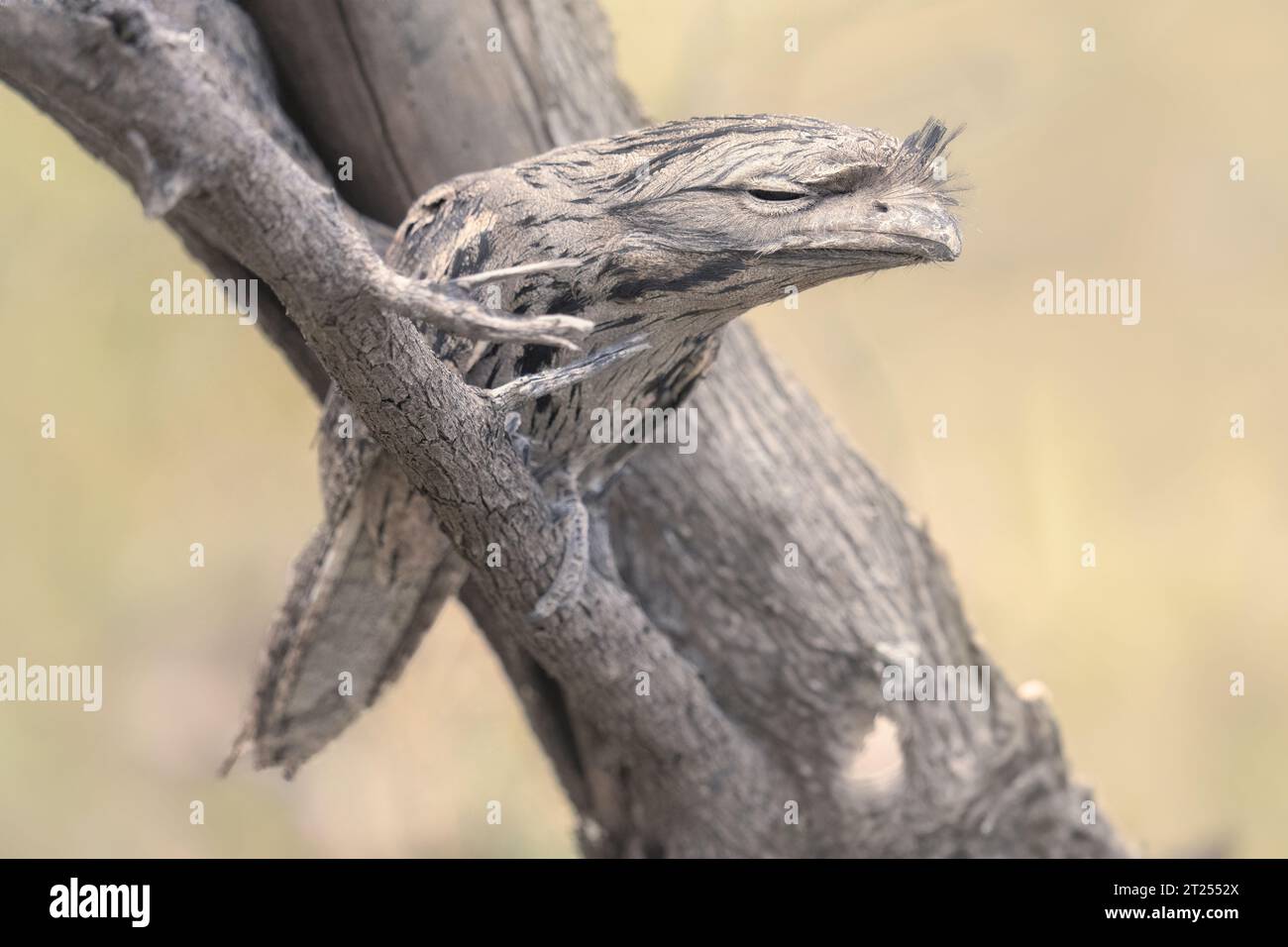 Tawny frogmouth bird (Podargus strigoides) perched on a branch, Australia Stock Photo