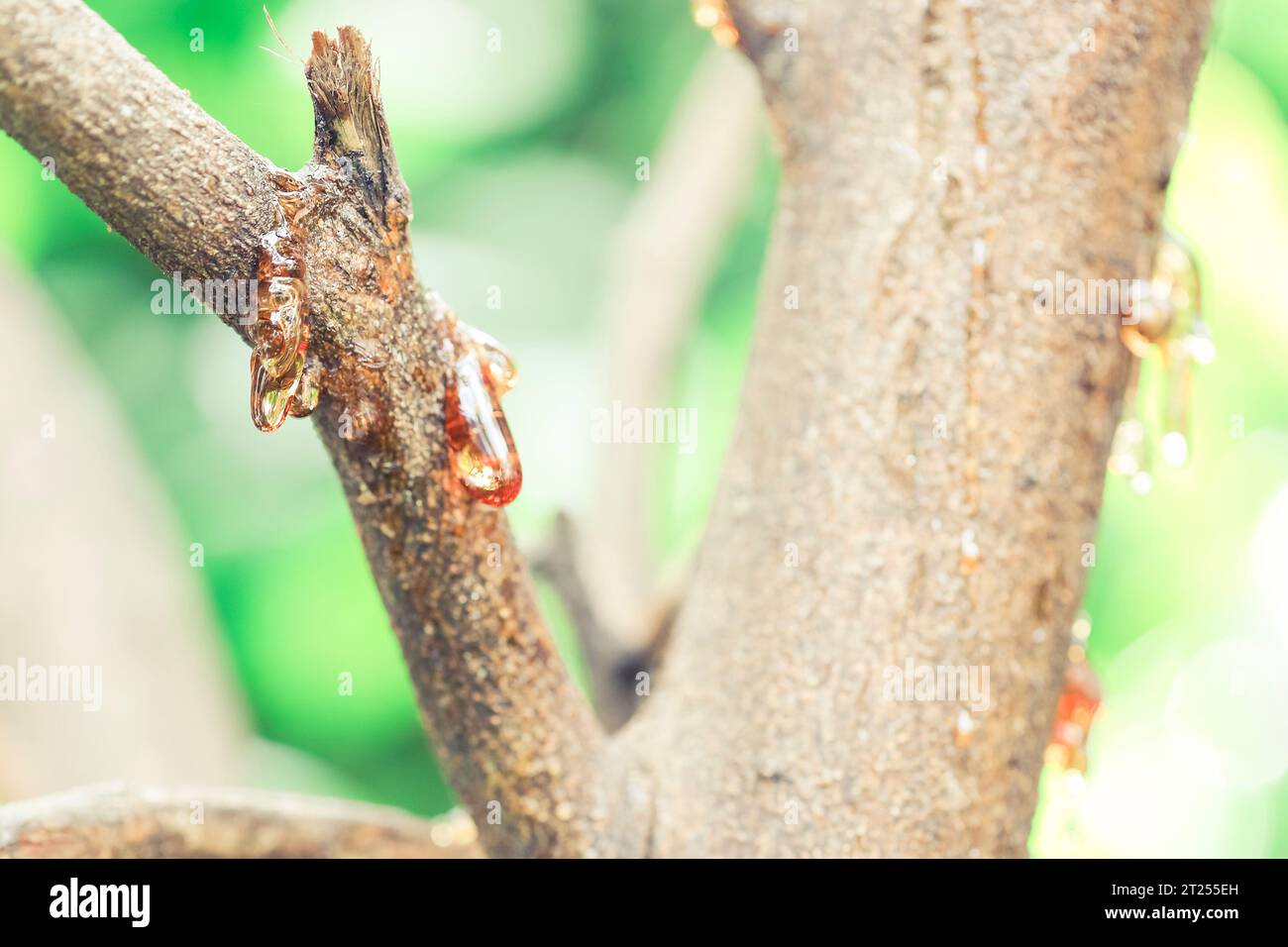 Close-up of sap oozing out of a crack in a lemon tree that suffers from gummosis, Spain Stock Photo
