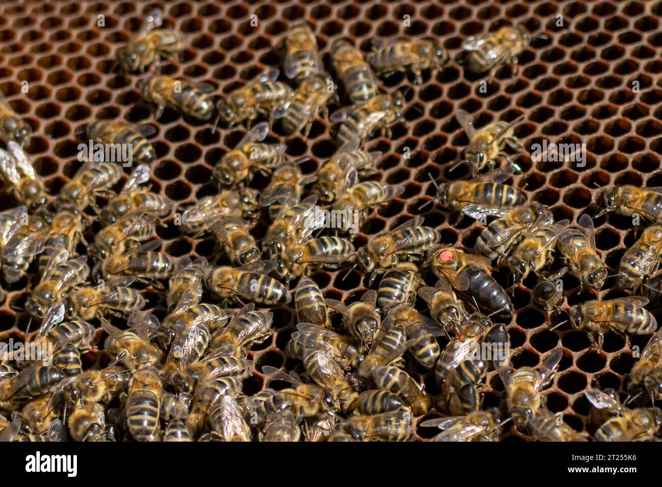 Detail of a honeycomb with the queen bee marked and the other bees ...