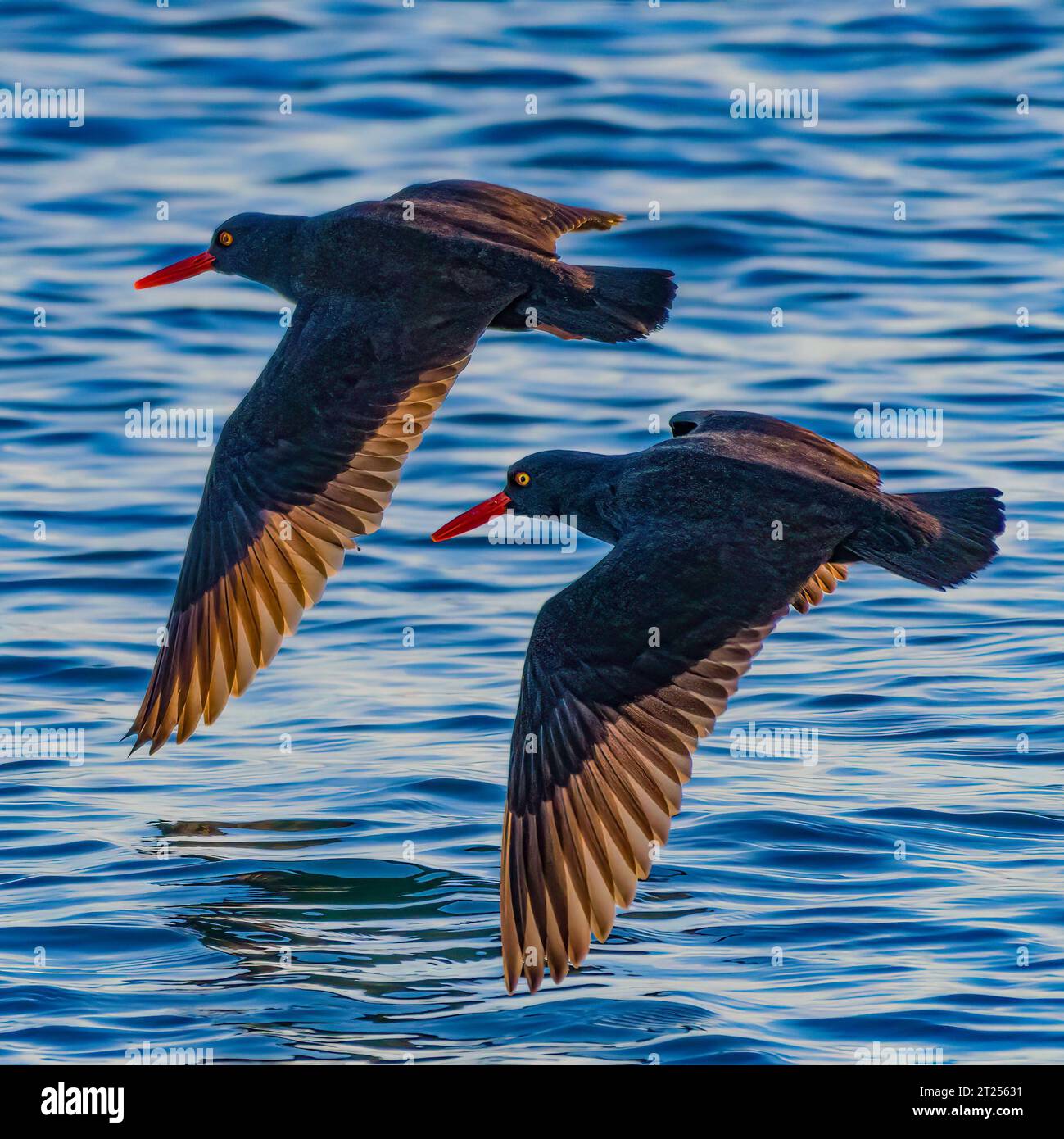 Two Black Oyster Catchers in Flight, British Columbia, Canada Stock Photo