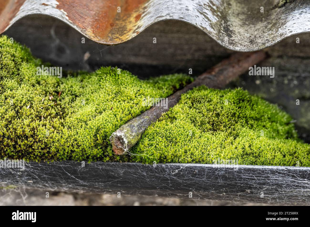 Capillary thread-moss, Ptychostomum capillare (formerly Bryan capillare) in a roof gutter Stock Photo
